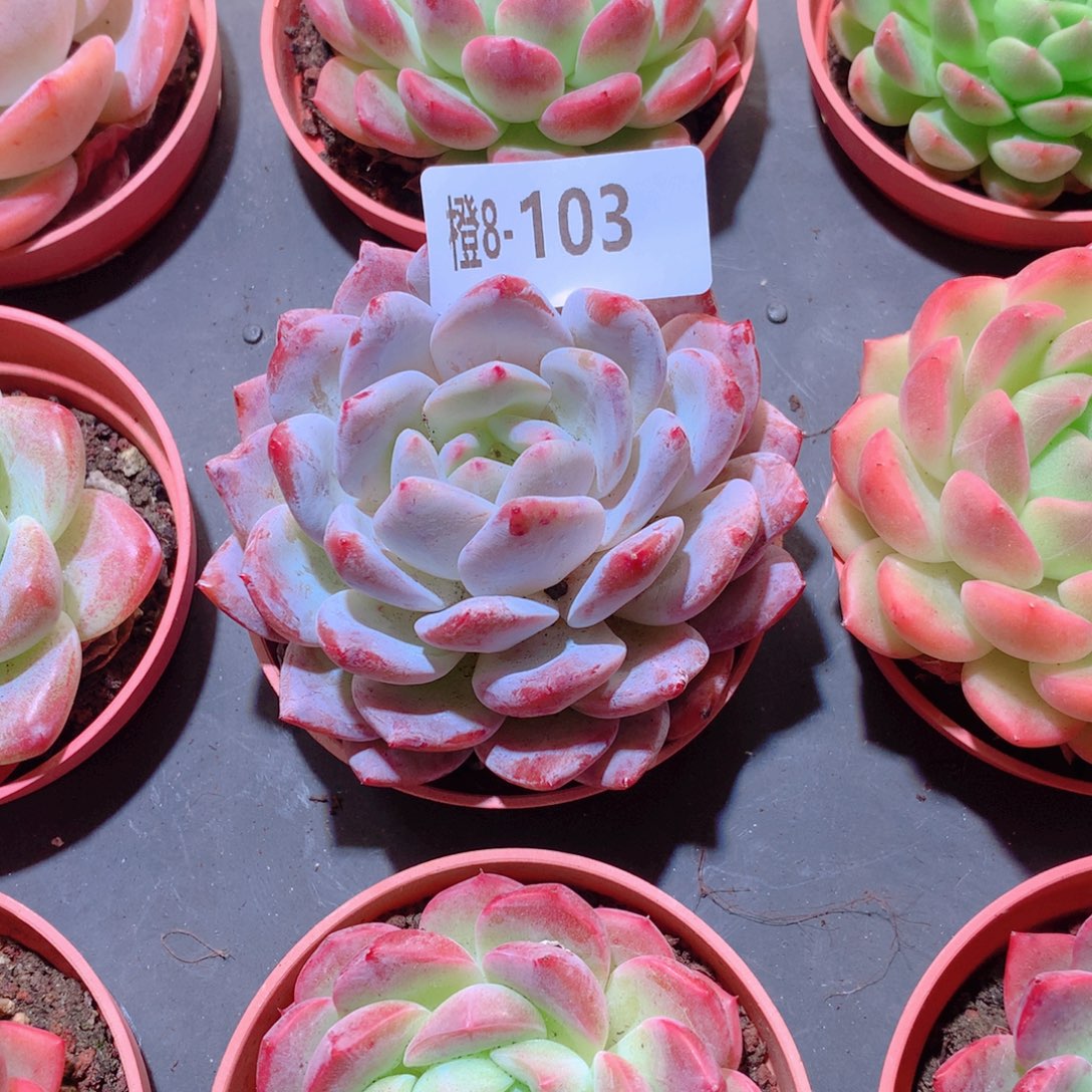 8-103一物一拍多肉带盆9颗