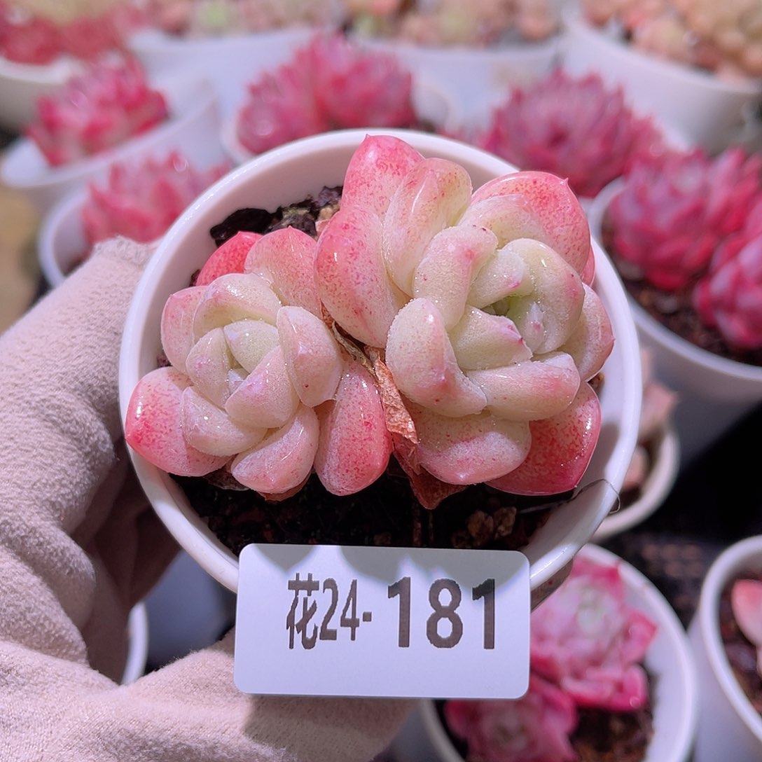 花利美24-181冰玉