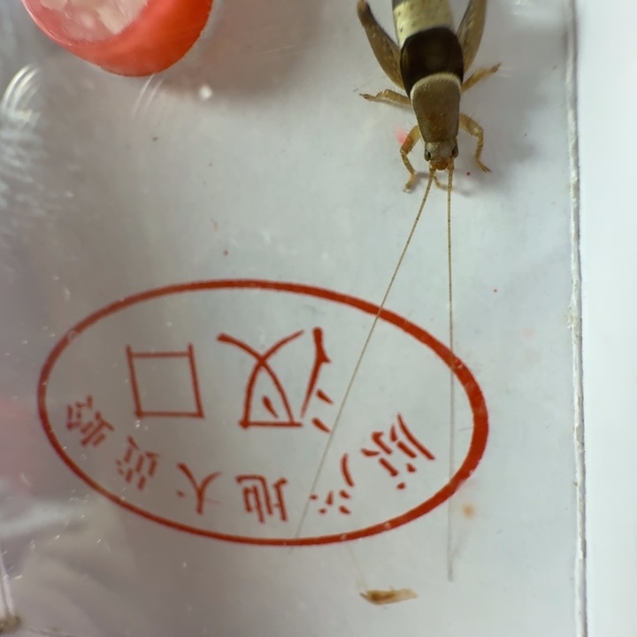 水墨仙子一个合适