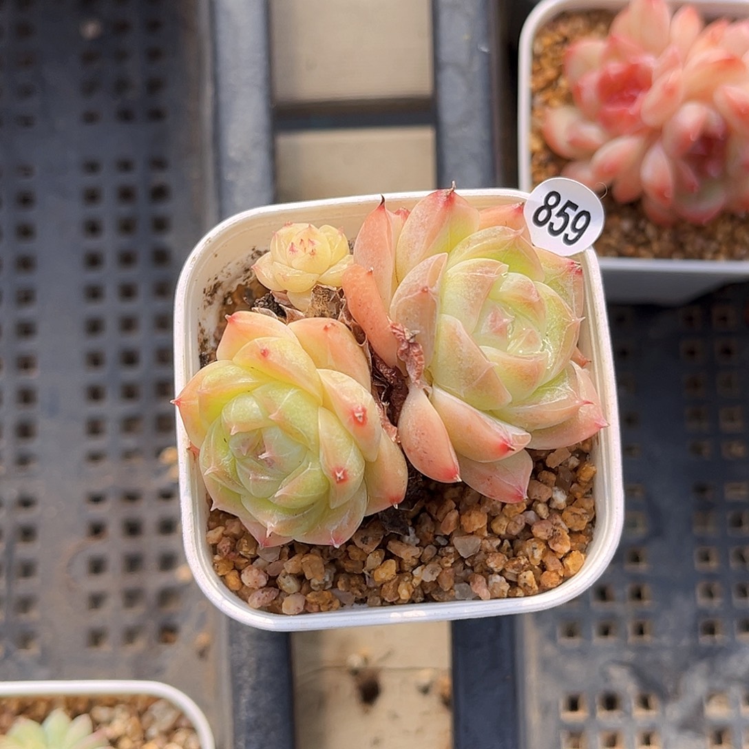 859  夏末珍妮多肉18包邮