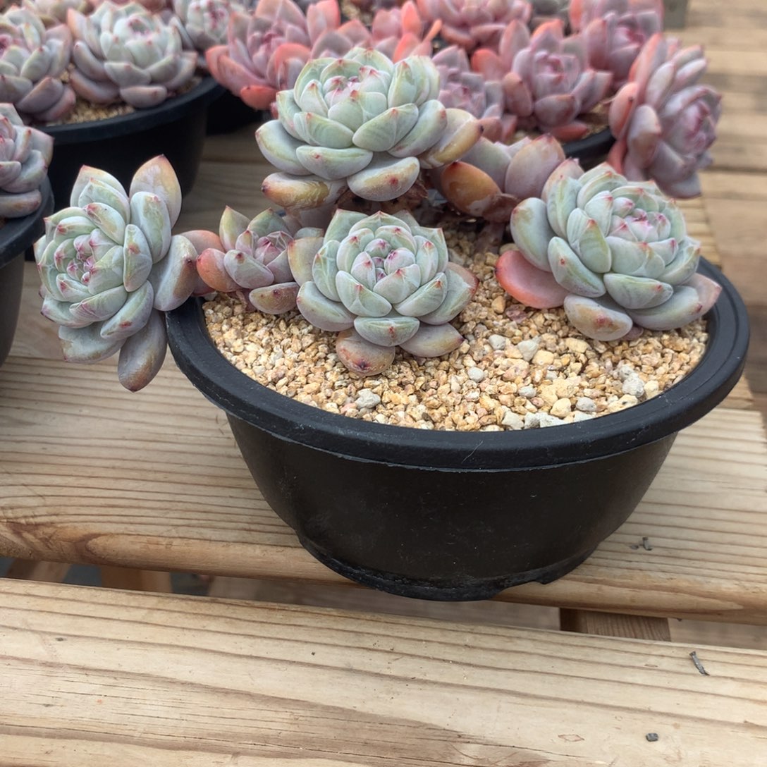 ?****?Sssss突尼斯发货多肉顺丰