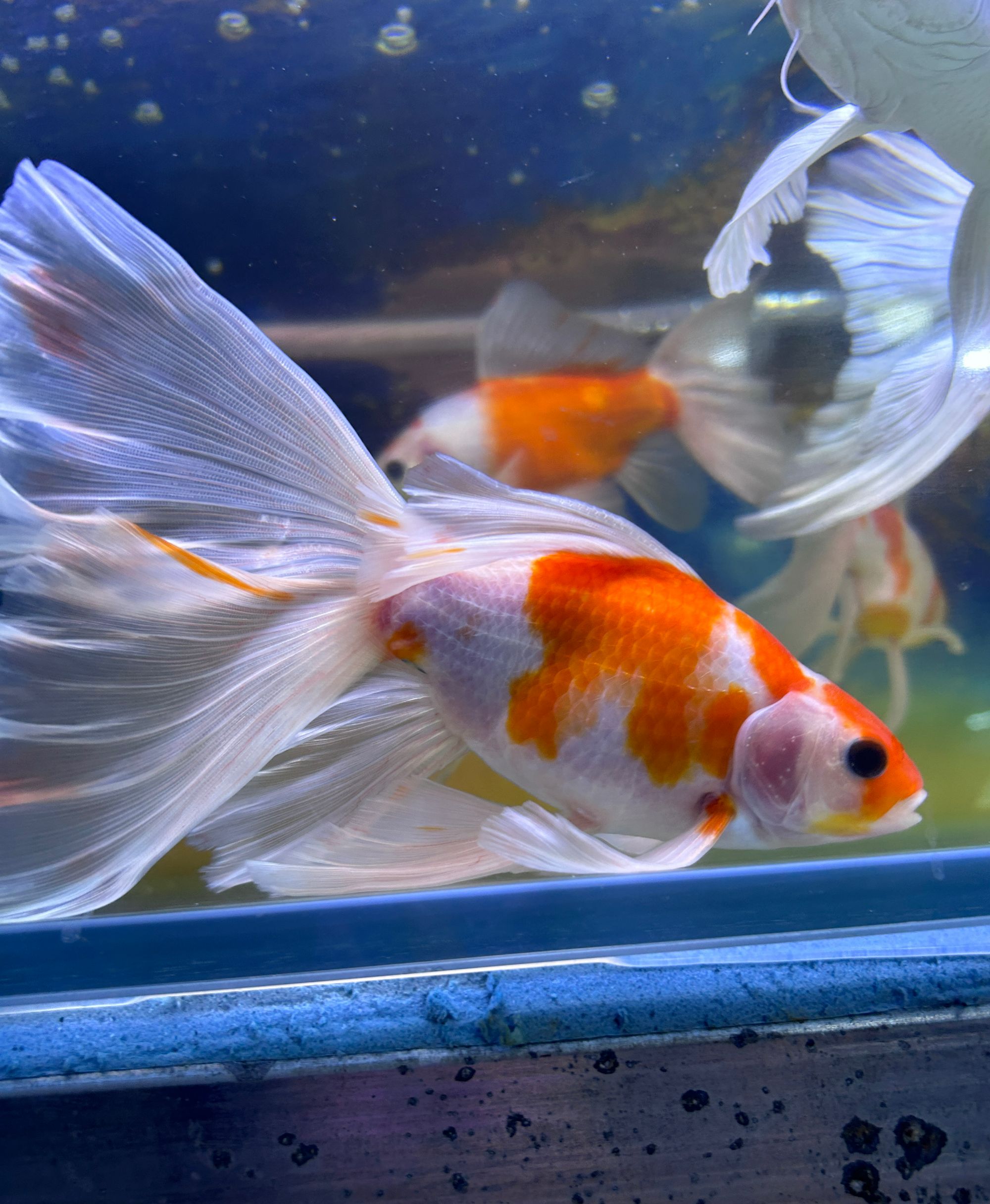 好养耐活的鸿运当头观赏金鱼