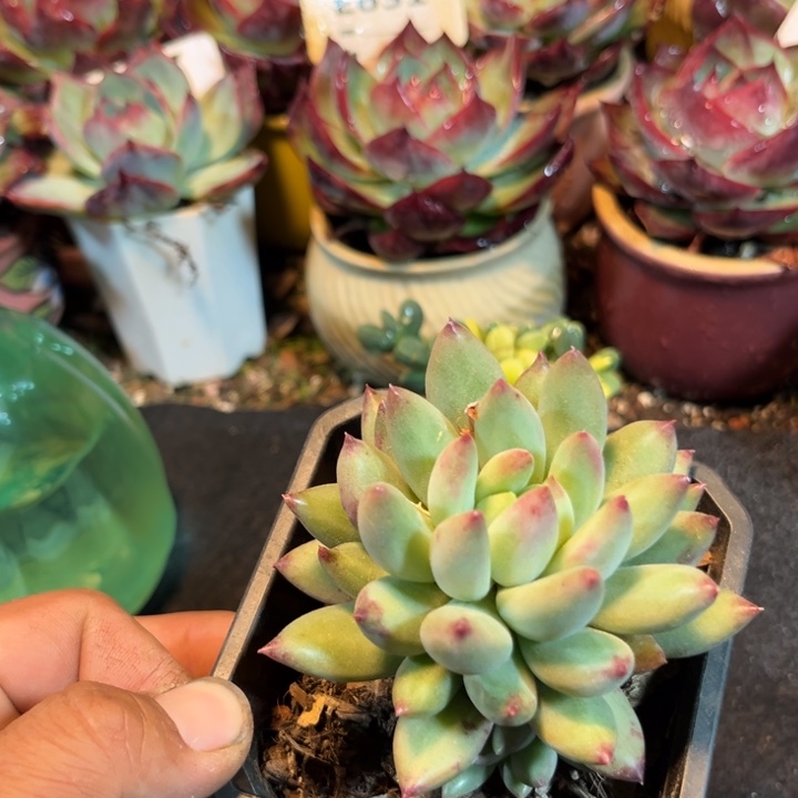 二代虞美人一瞥多肉植物