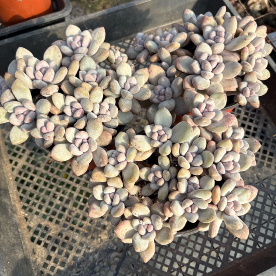 一物一拍2号香水群三颗，冠服16cm，脱土发货偏远地区不包邮
