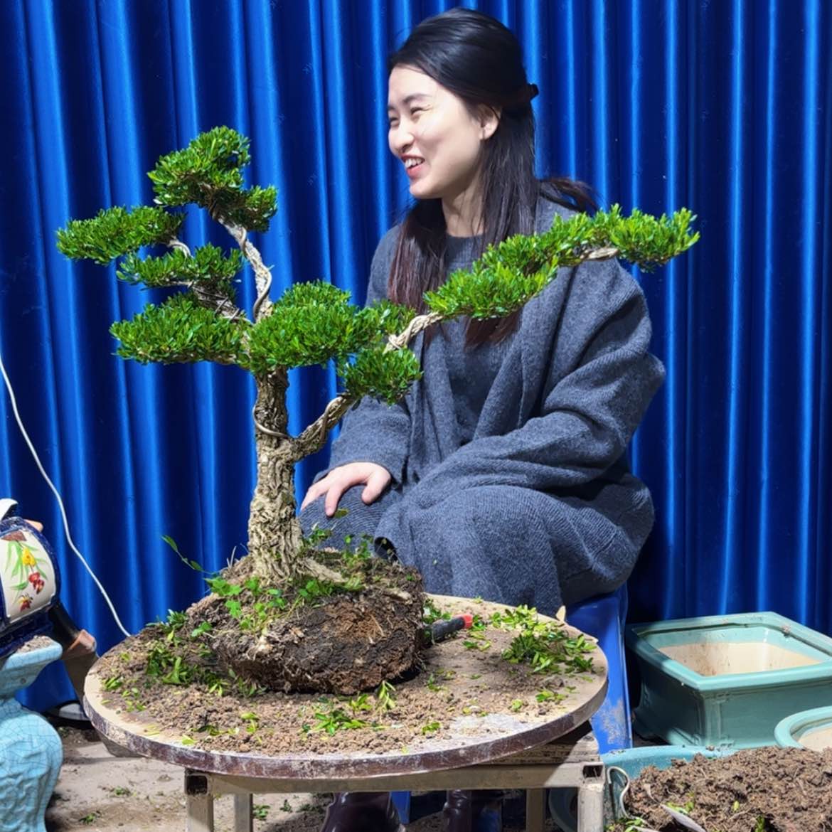 【闪购商品】广东雀舌黄杨盆景