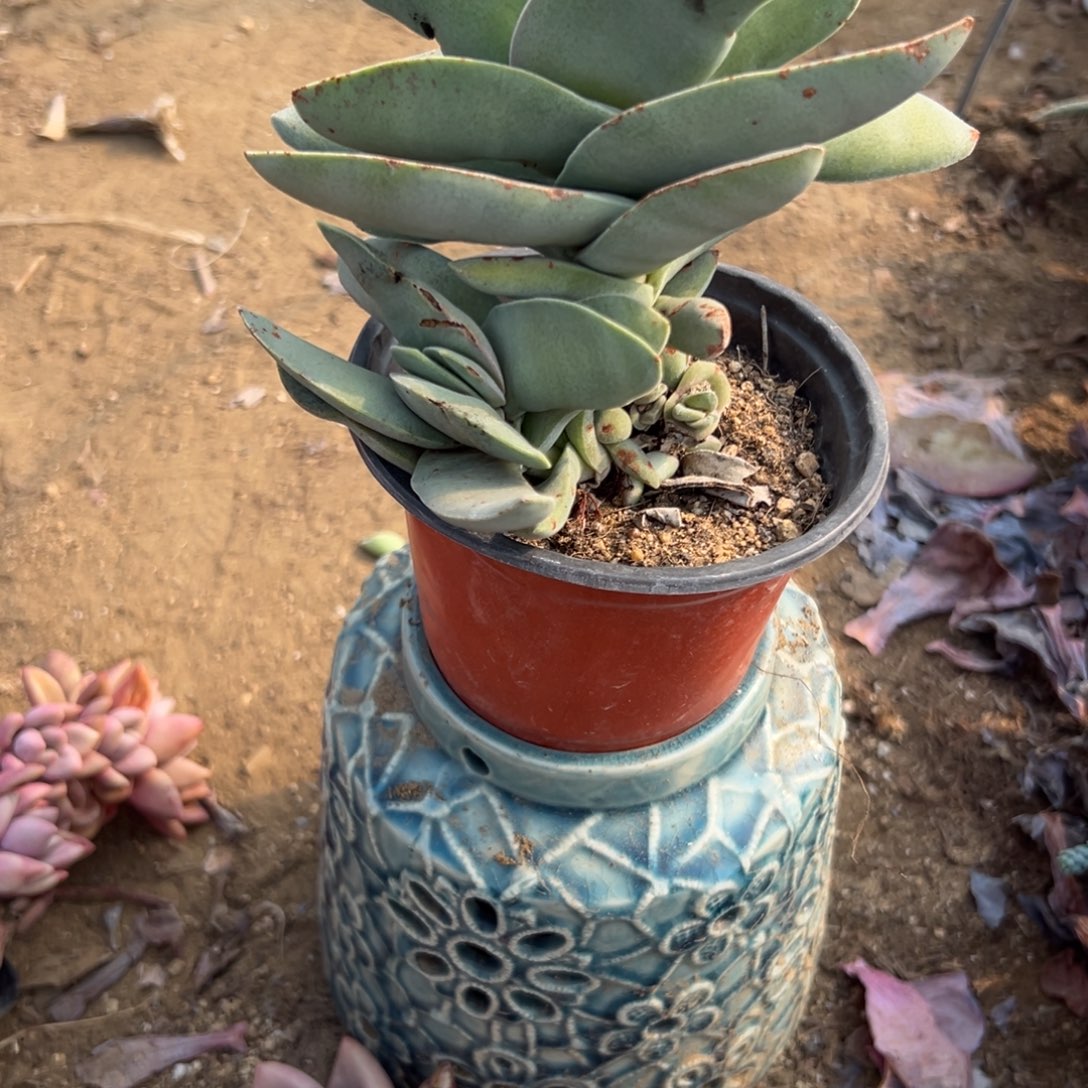 多肉植物神刀群生