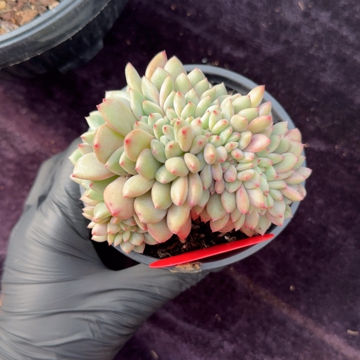 喜*10厘米左右一物一拍的