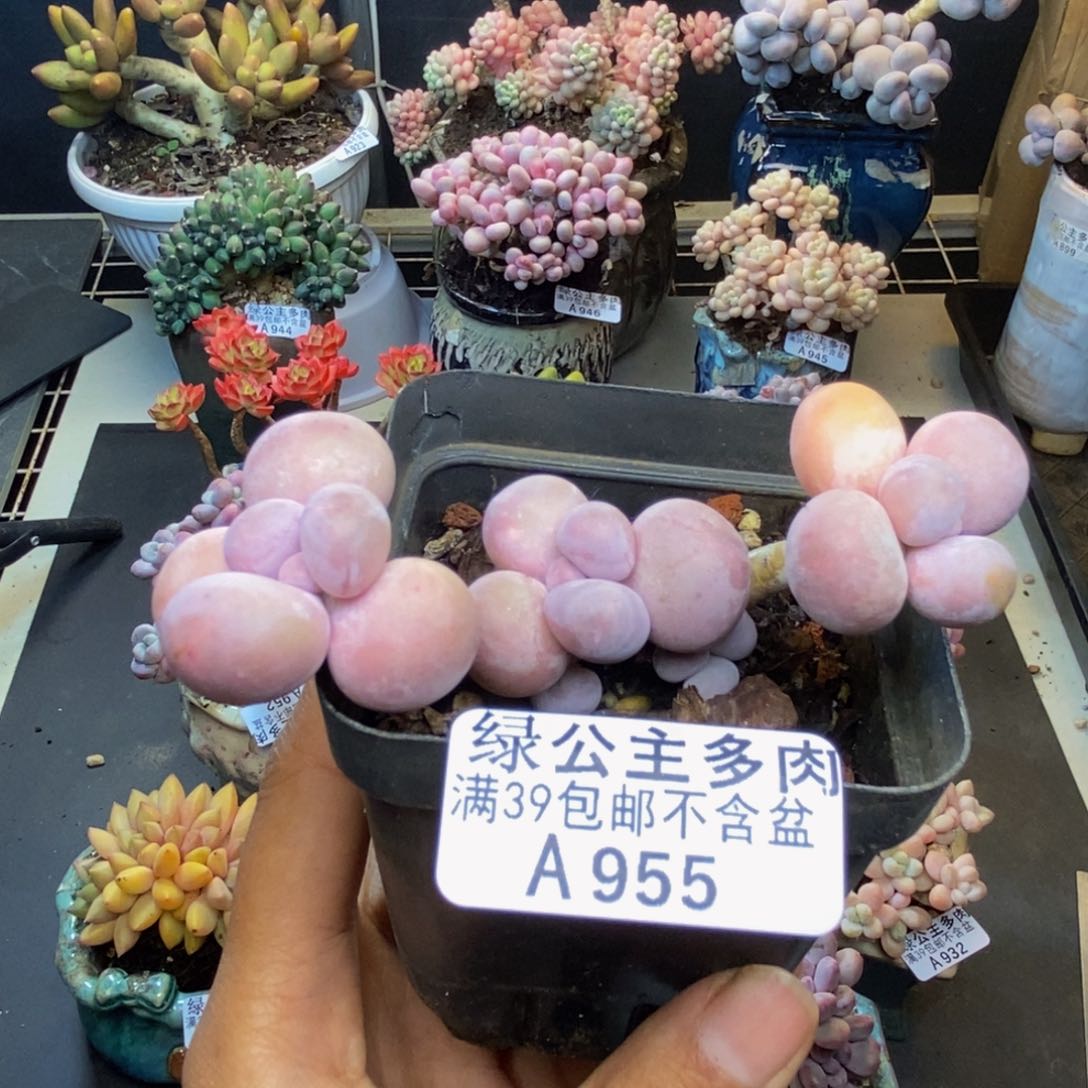 955橙奶多肉肉6c m