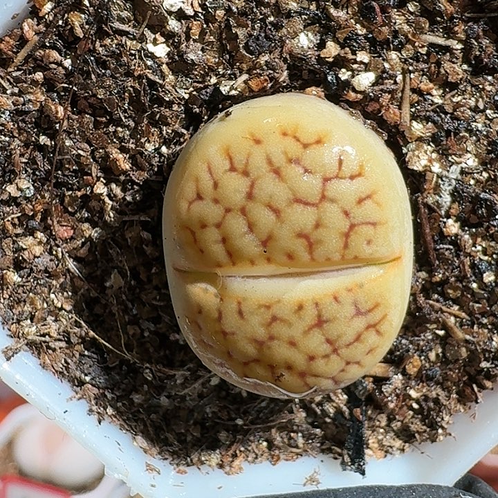 生石花111111111。  570