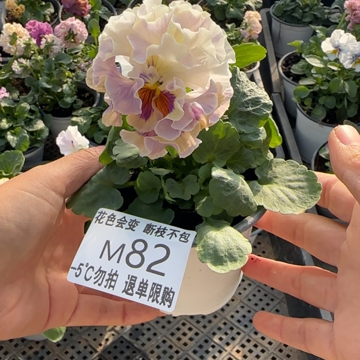 头***S无花朵M082角堇小苗一物一拍默认苗晃