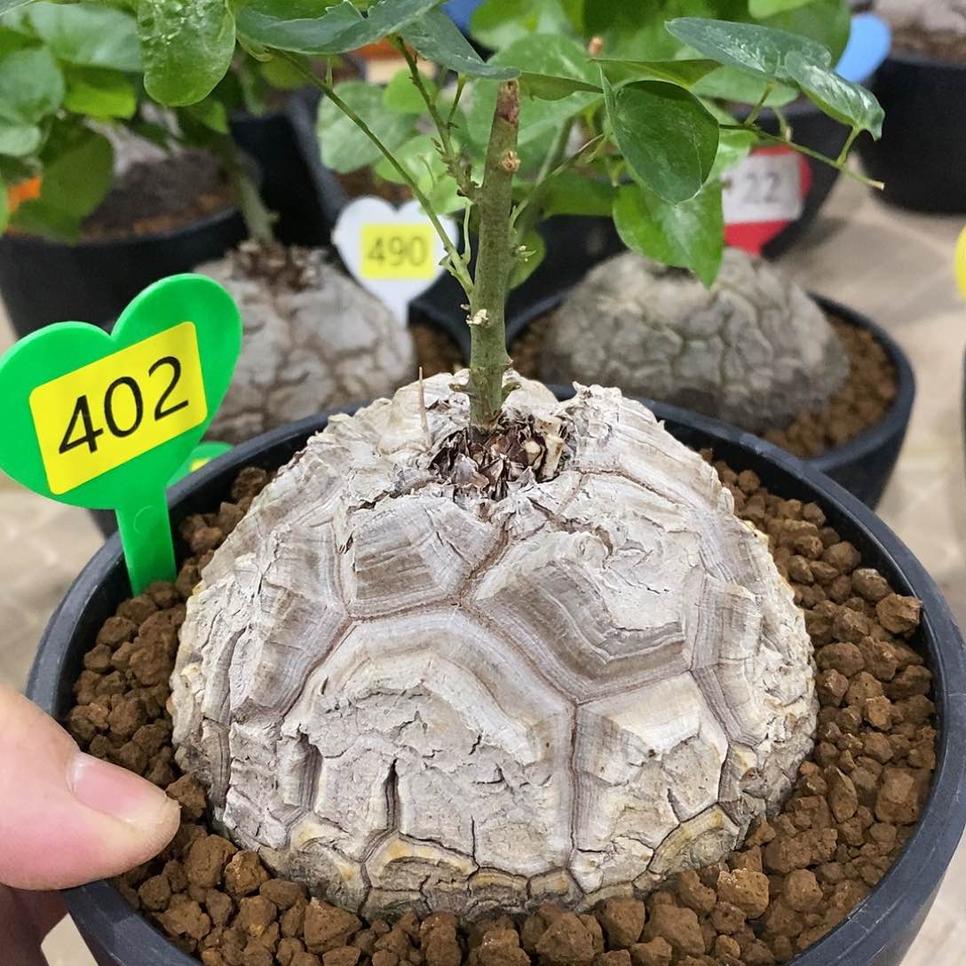 南非龟甲龙龟甲龙