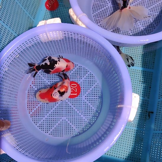 金鱼120兰寿两只特价顺丰包邮