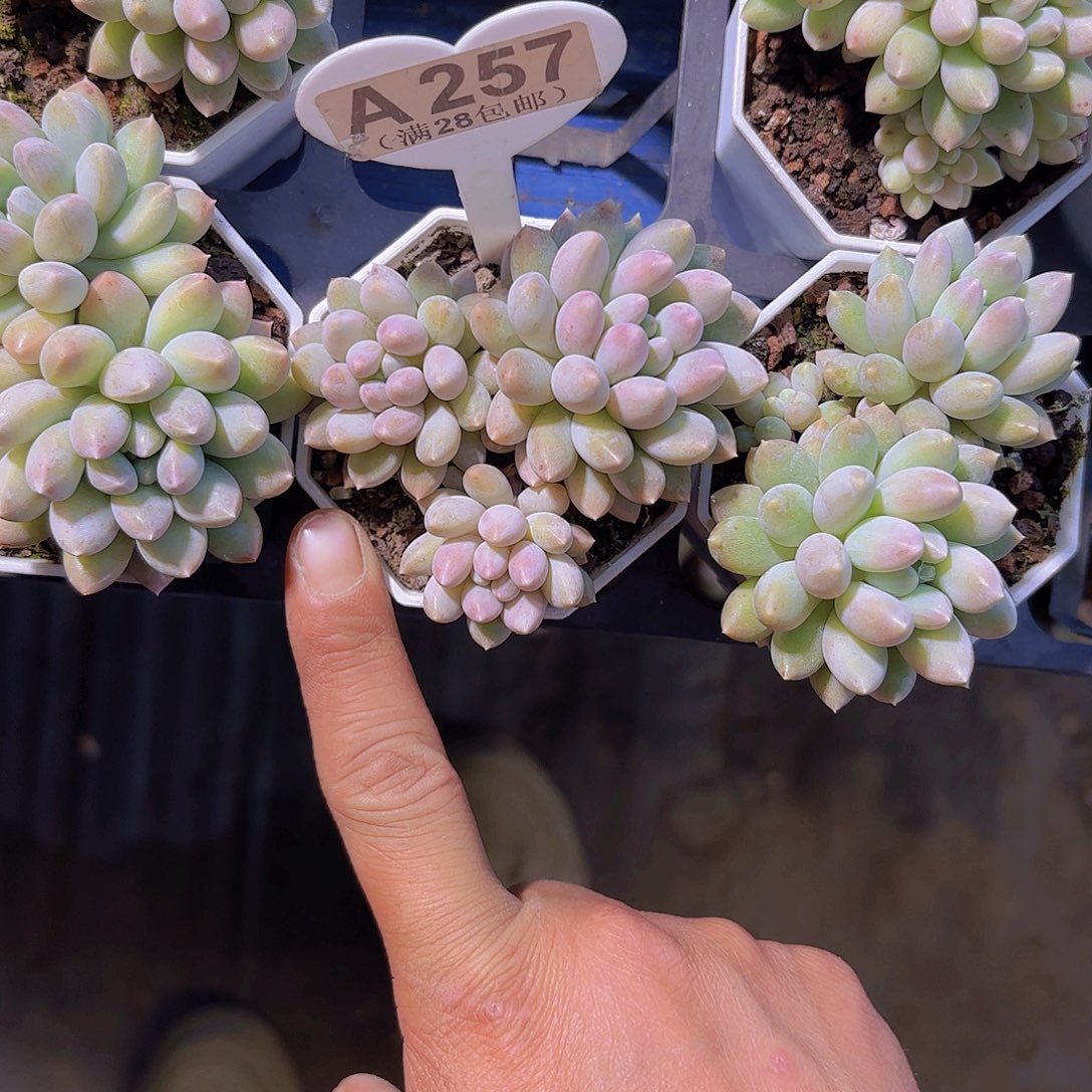 A257奶糖一物一拍