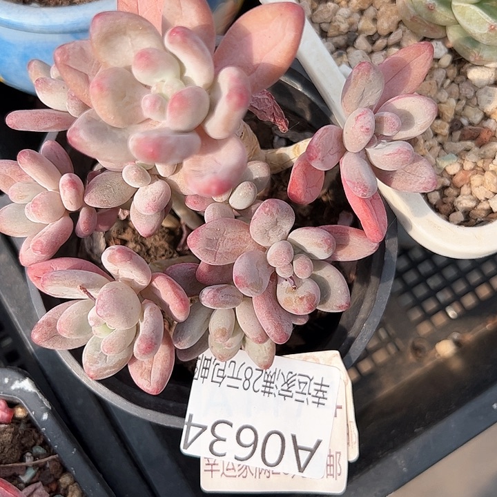 幸运的是我的朋友们都