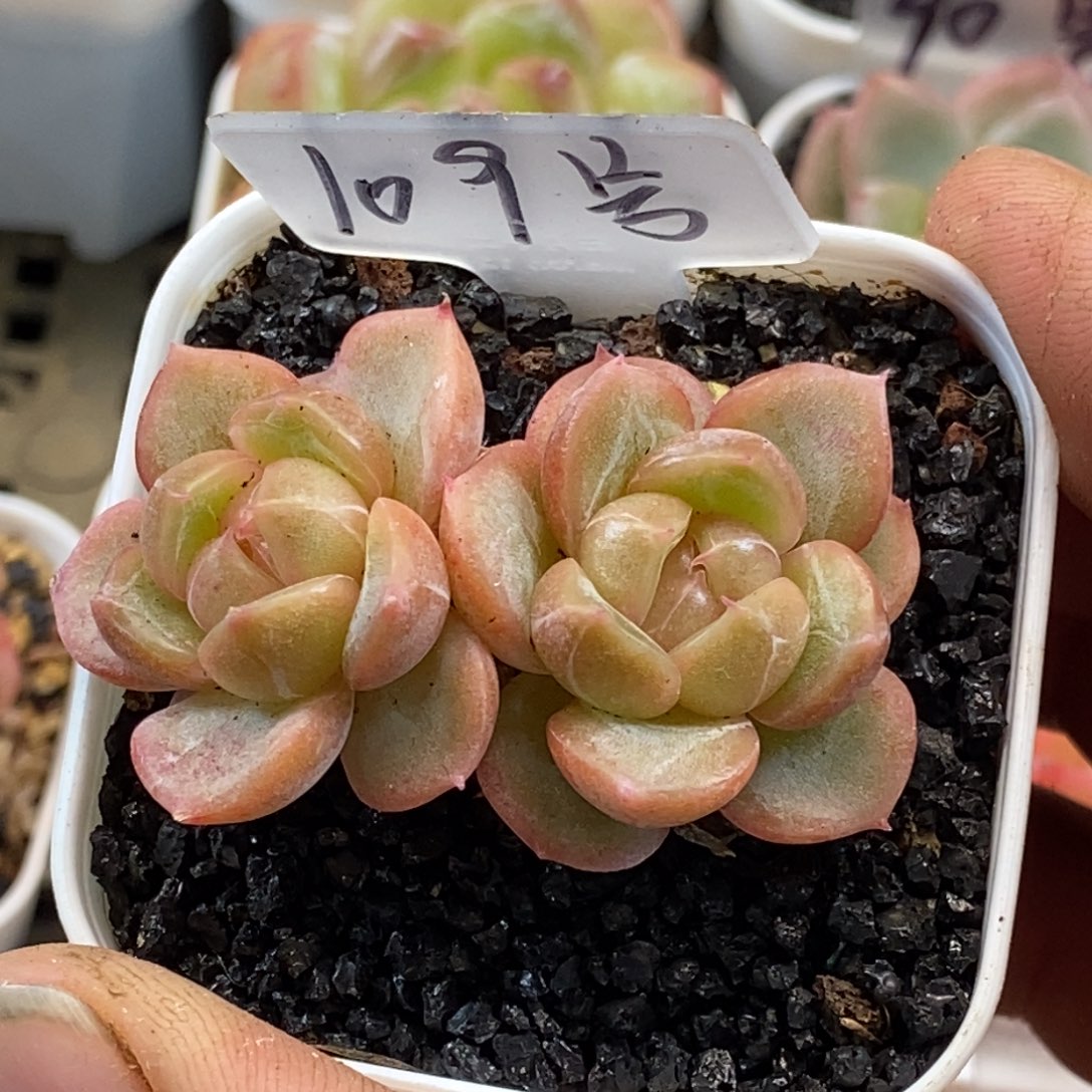 天官赐福百无禁忌