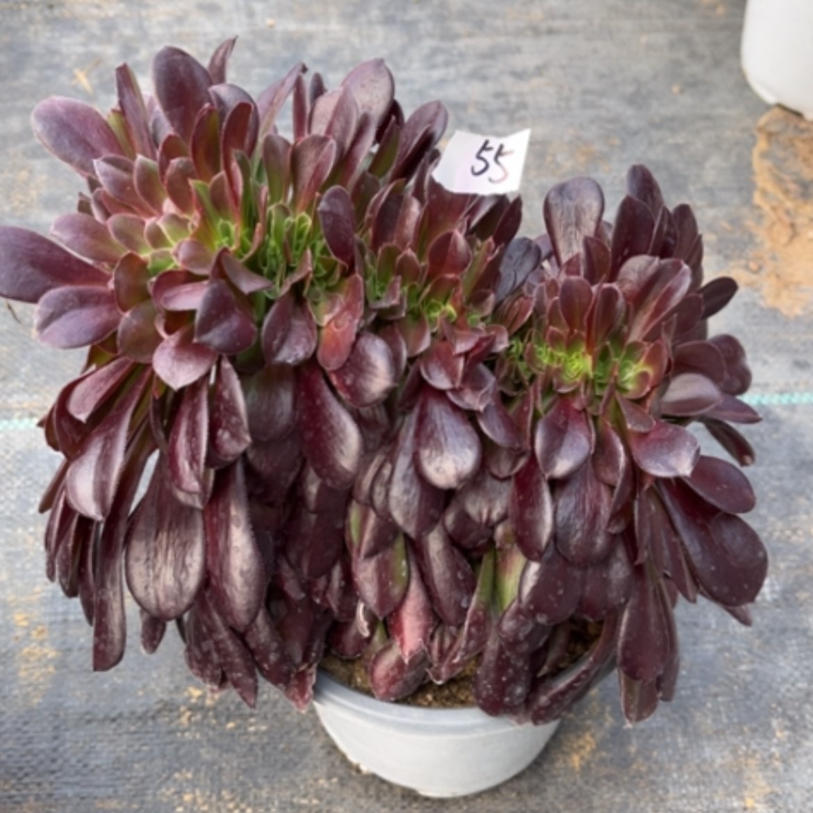 【闪购商品】55欧紫缀多肉法师