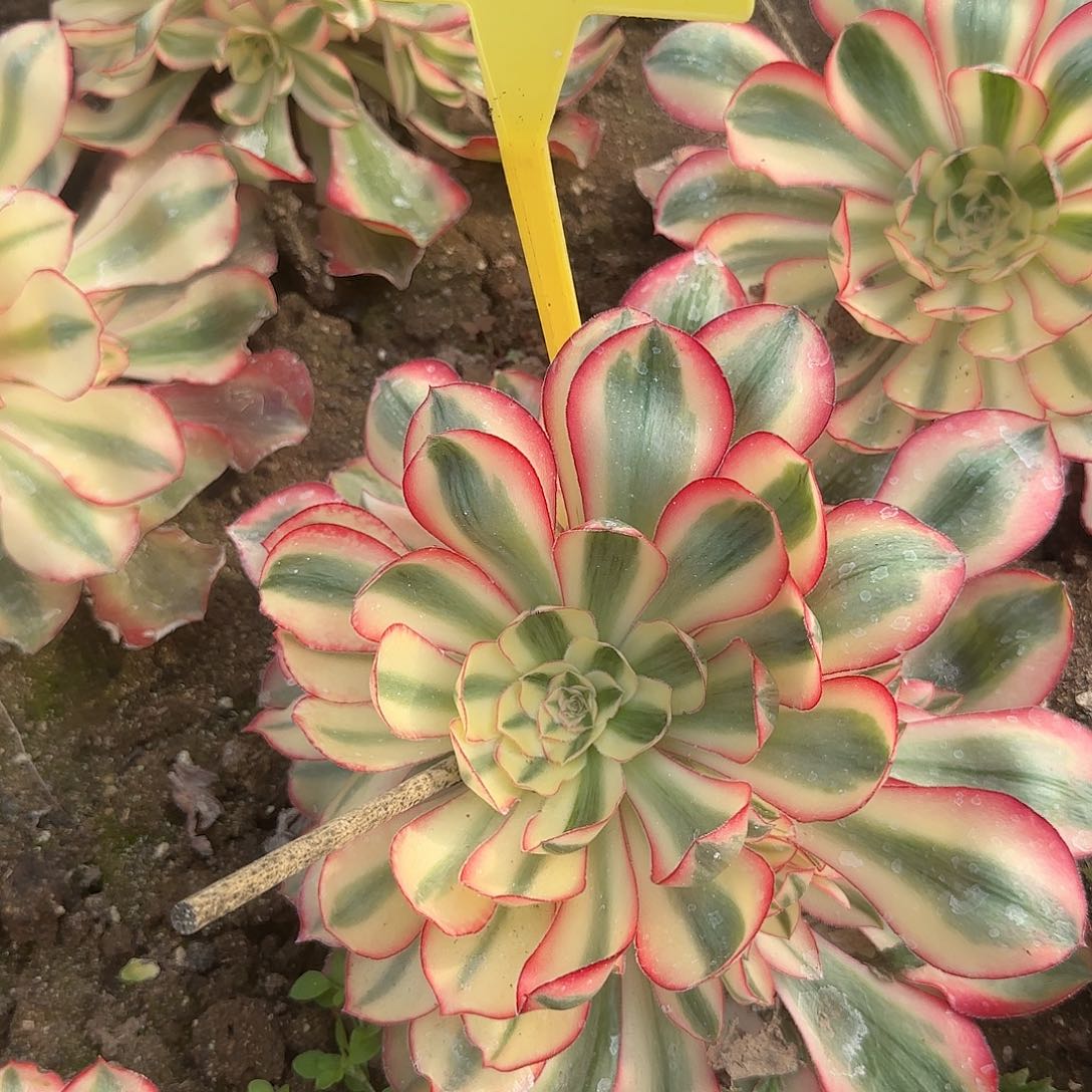 余***伴2-393---爱丽丝多头