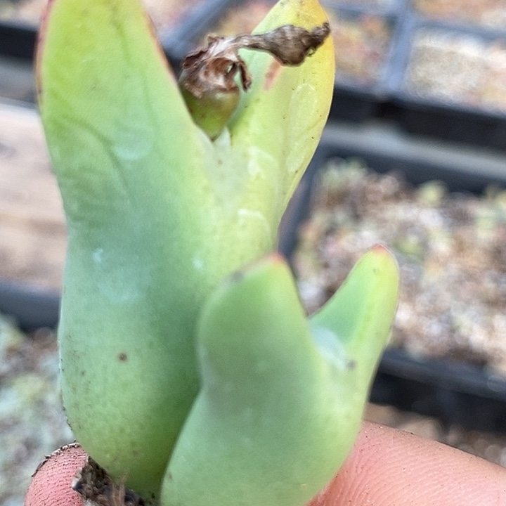 10539皮卡丘一颗           