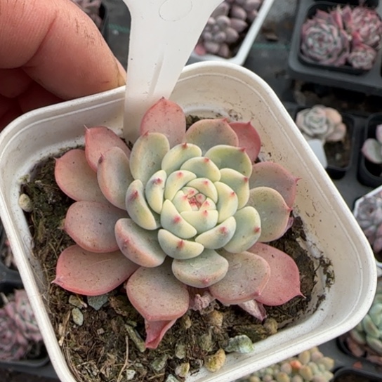 286姬莲锦多肉植物多