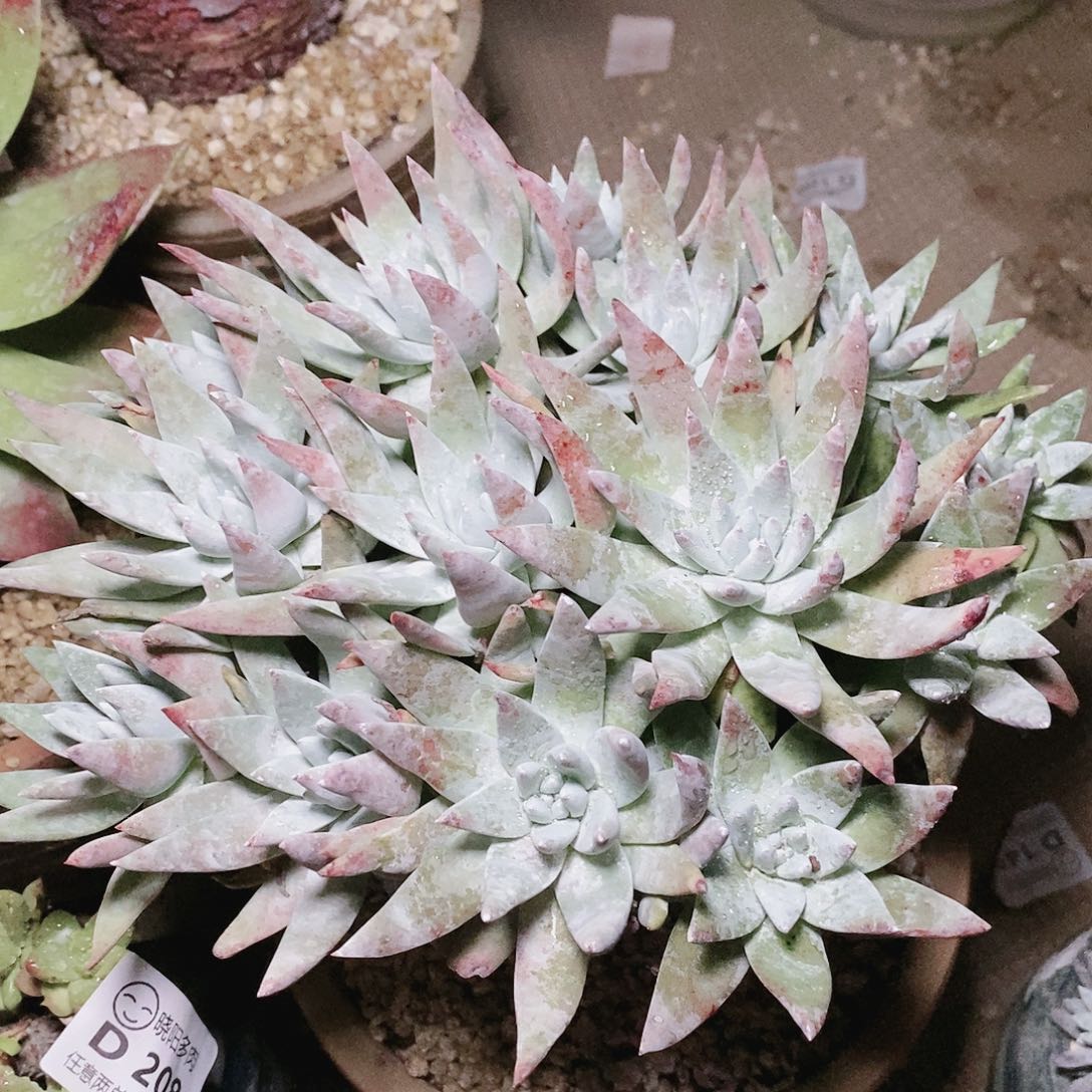 【闪购商品】哈哈哈初霜雪山多肉2147