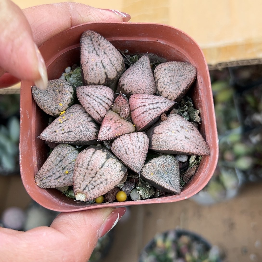 多肉植物红白银寿