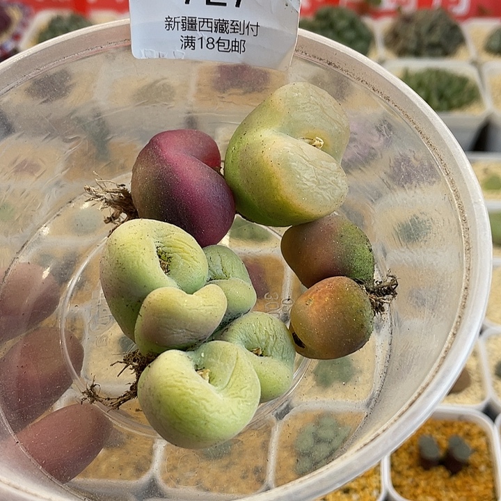 大***瓜佳人园艺博览会727