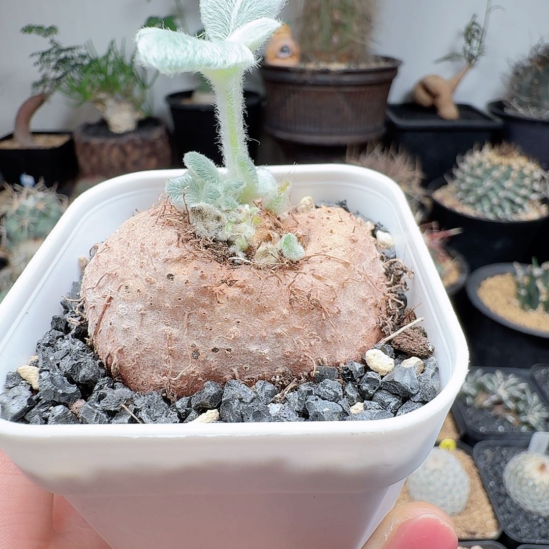 实生断崖女王带盆发货