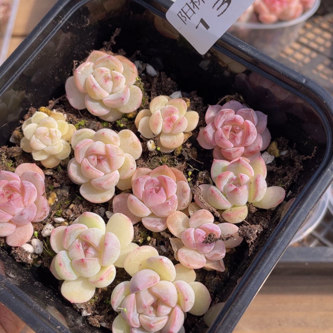 多肉植物多肉植物130