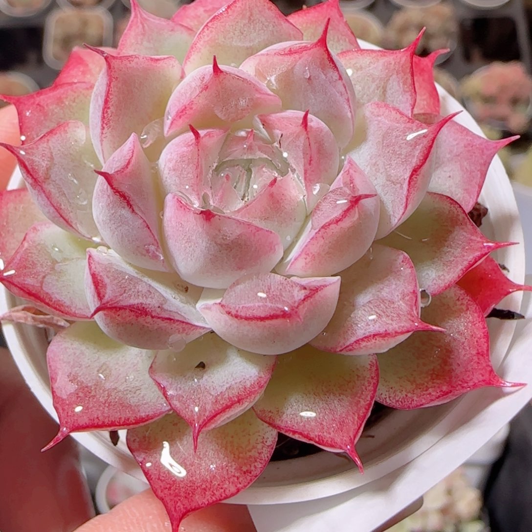 花语多肉1219-162