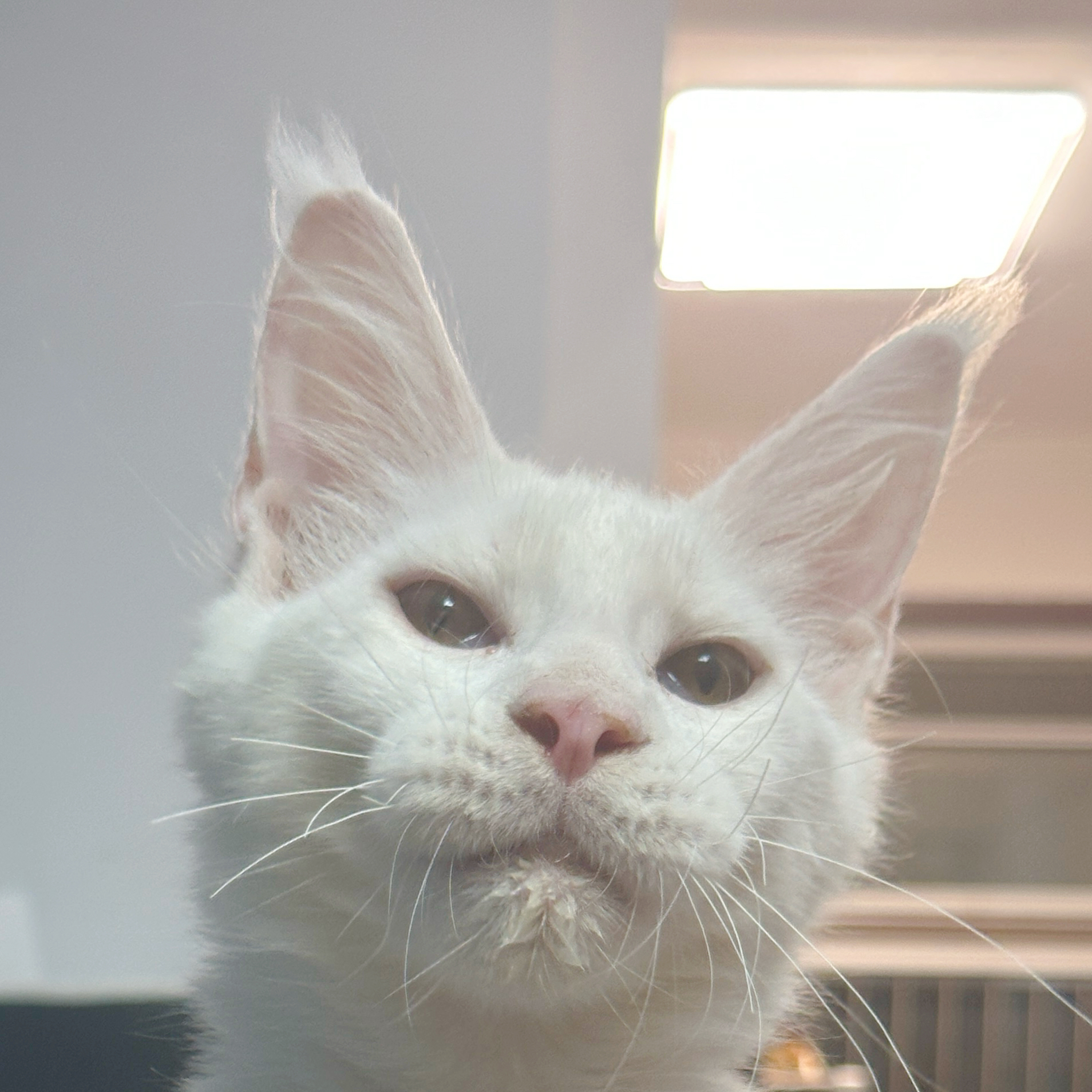 来了姊妹-纯白缅因猫-弟弟-14