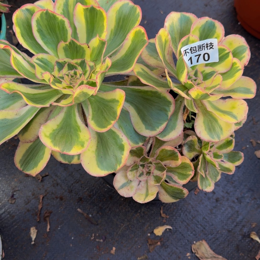 170多肉植物法师号