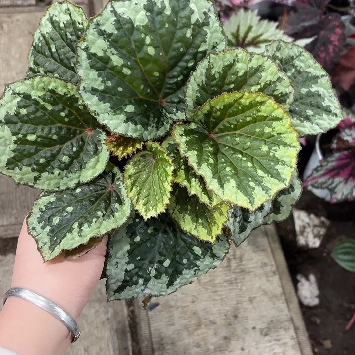 完全开放金甲杂秋海棠