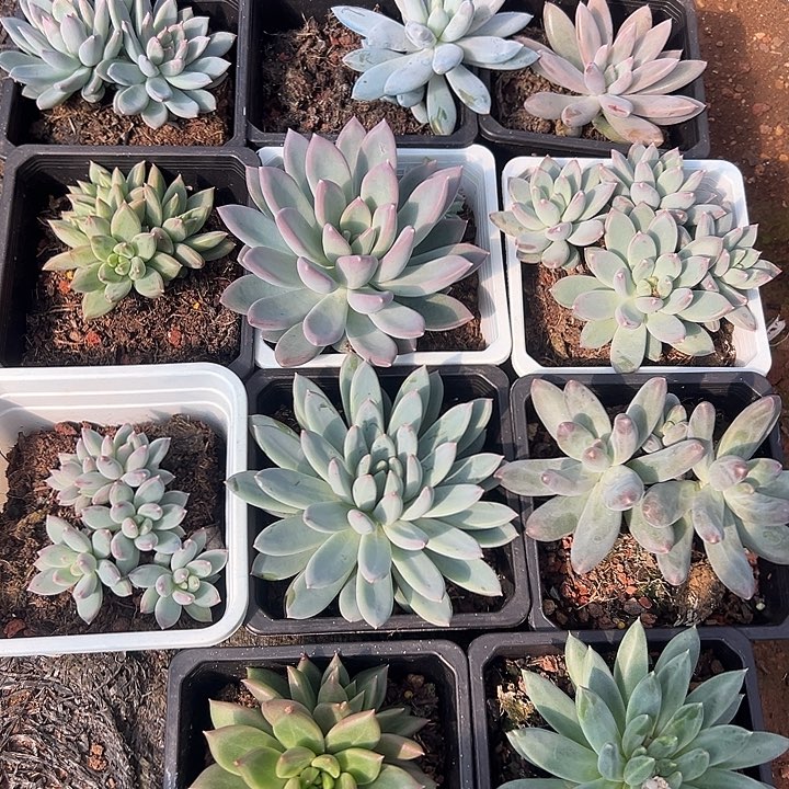 10盆大群美人多肉特价一物一拍