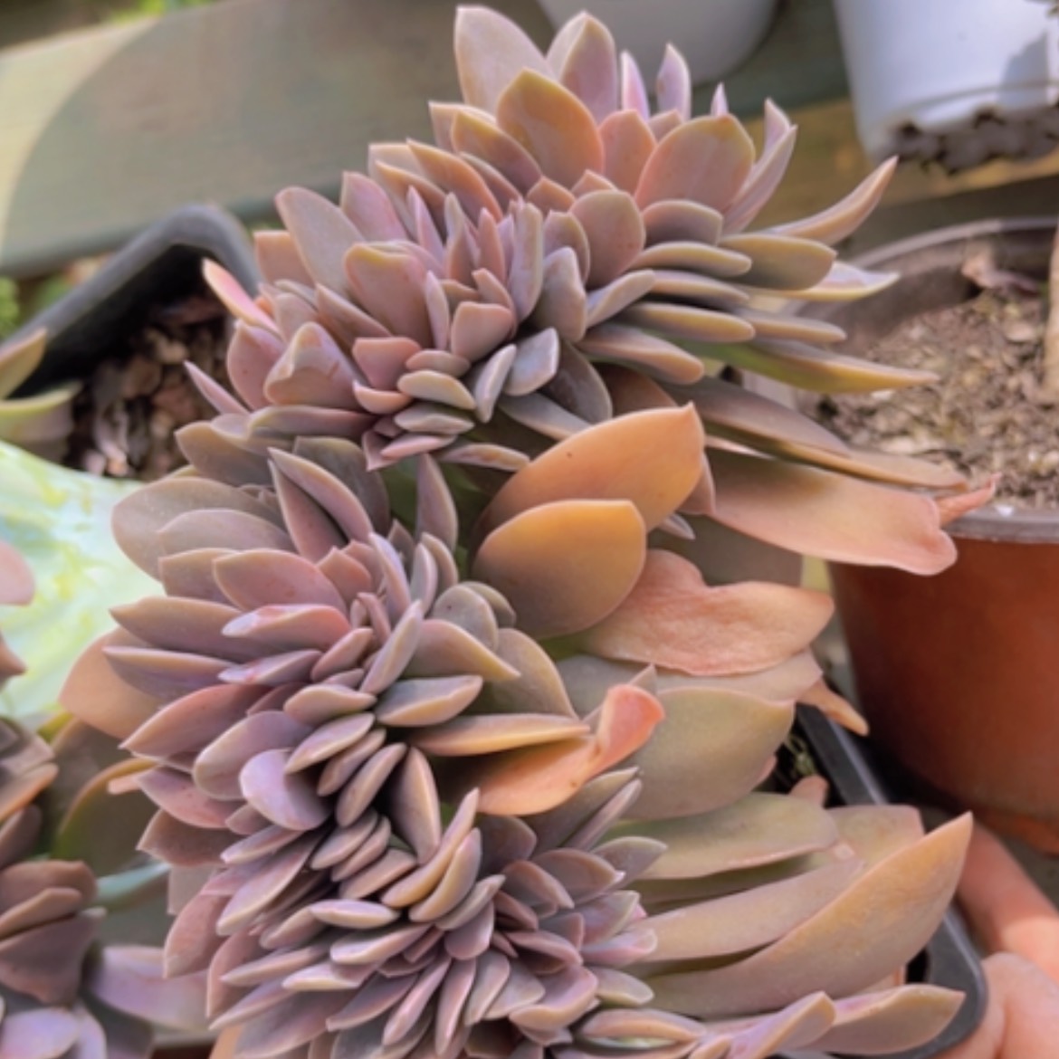 【闪购商品】太妃糖缀08214