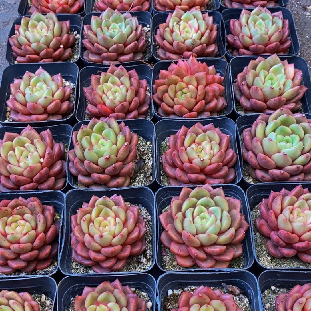 479多肉植物保护研究所