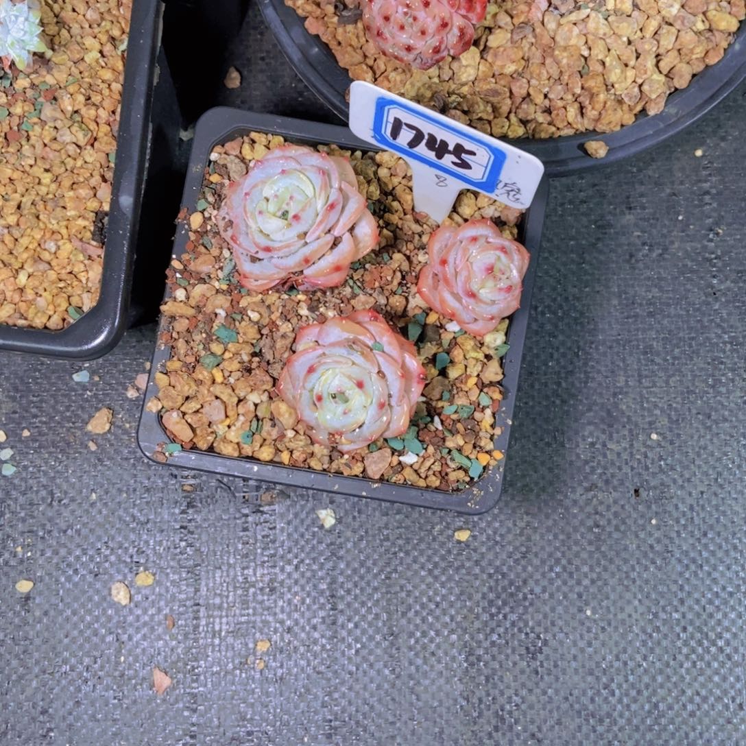 C***y1745勃朗峰三头一颗