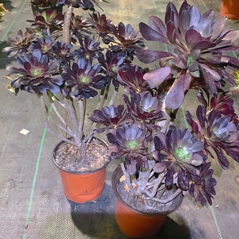 896圆叶黑法师2棵多肉植物