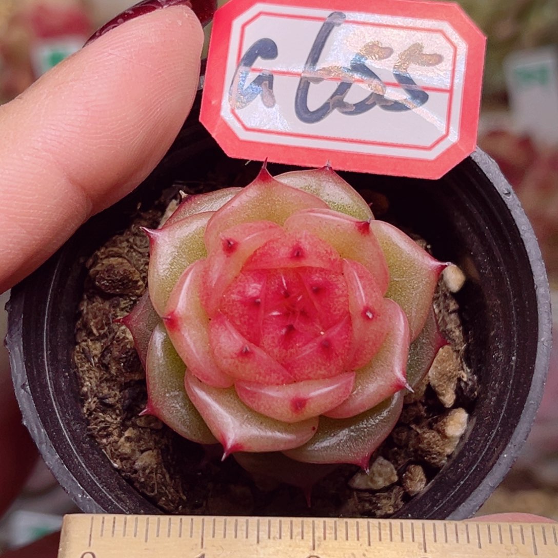 G655一物一拍 玉玲珑