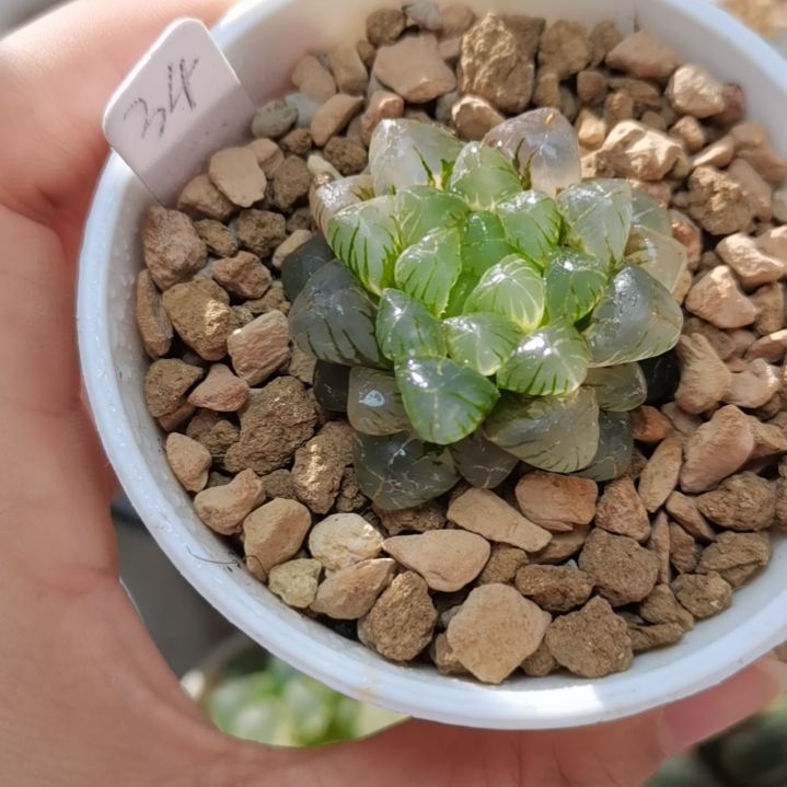 34号姬玉露锦一物一拍带盆土发货