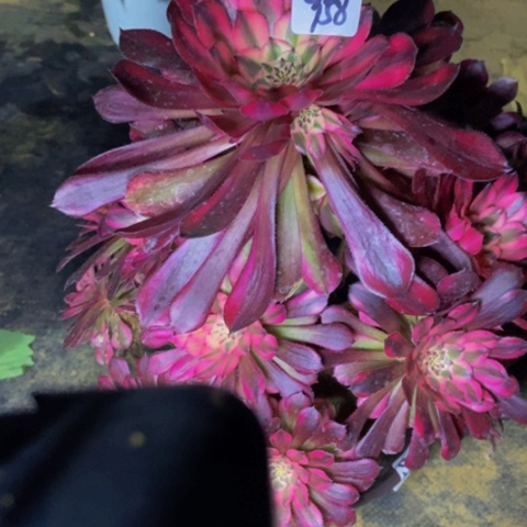 红同白多肉958多肉不包断