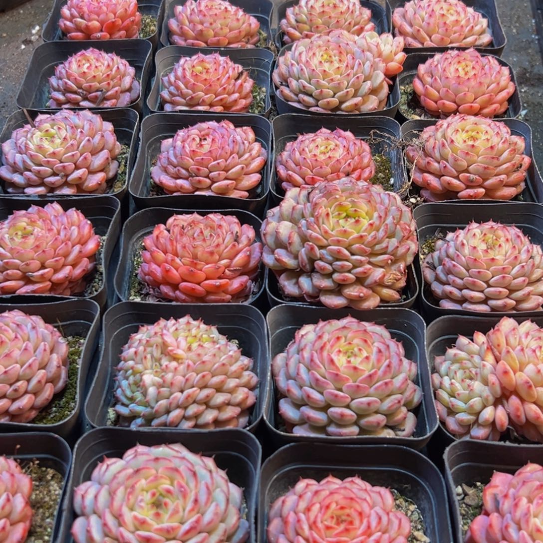 479多肉葡萄领导人的