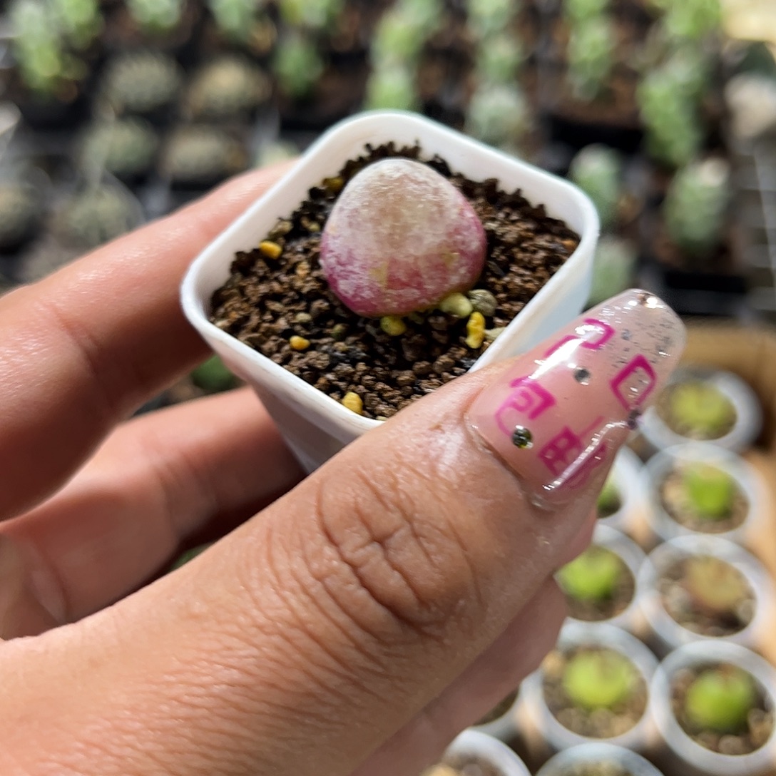 灯泡单头发货单头