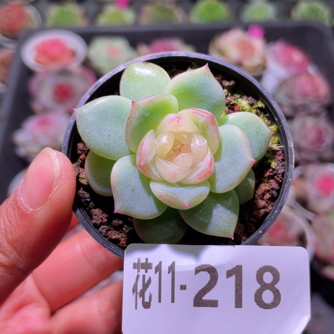 花利美11-218珍妮