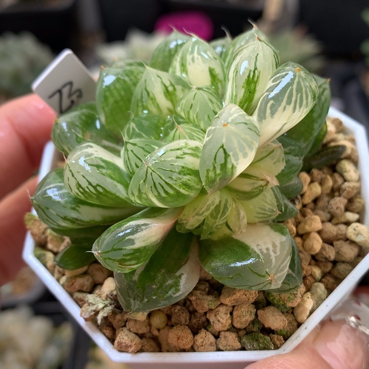 玉露锦带盆土发货