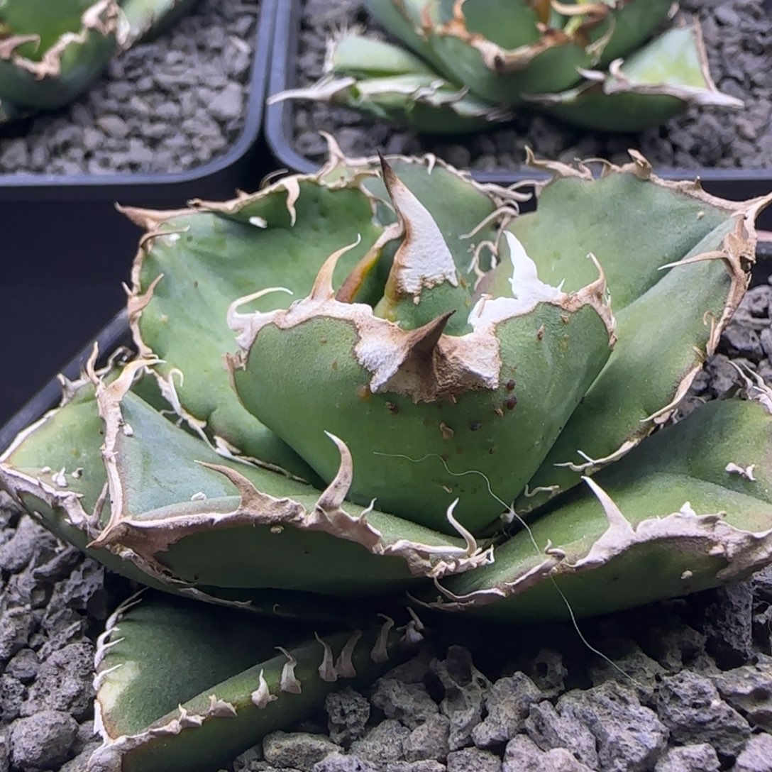 蚩尤啦啦啦啦啦啦啦啦