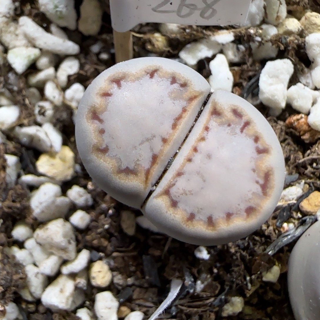 12.8。   217饼干。  2047