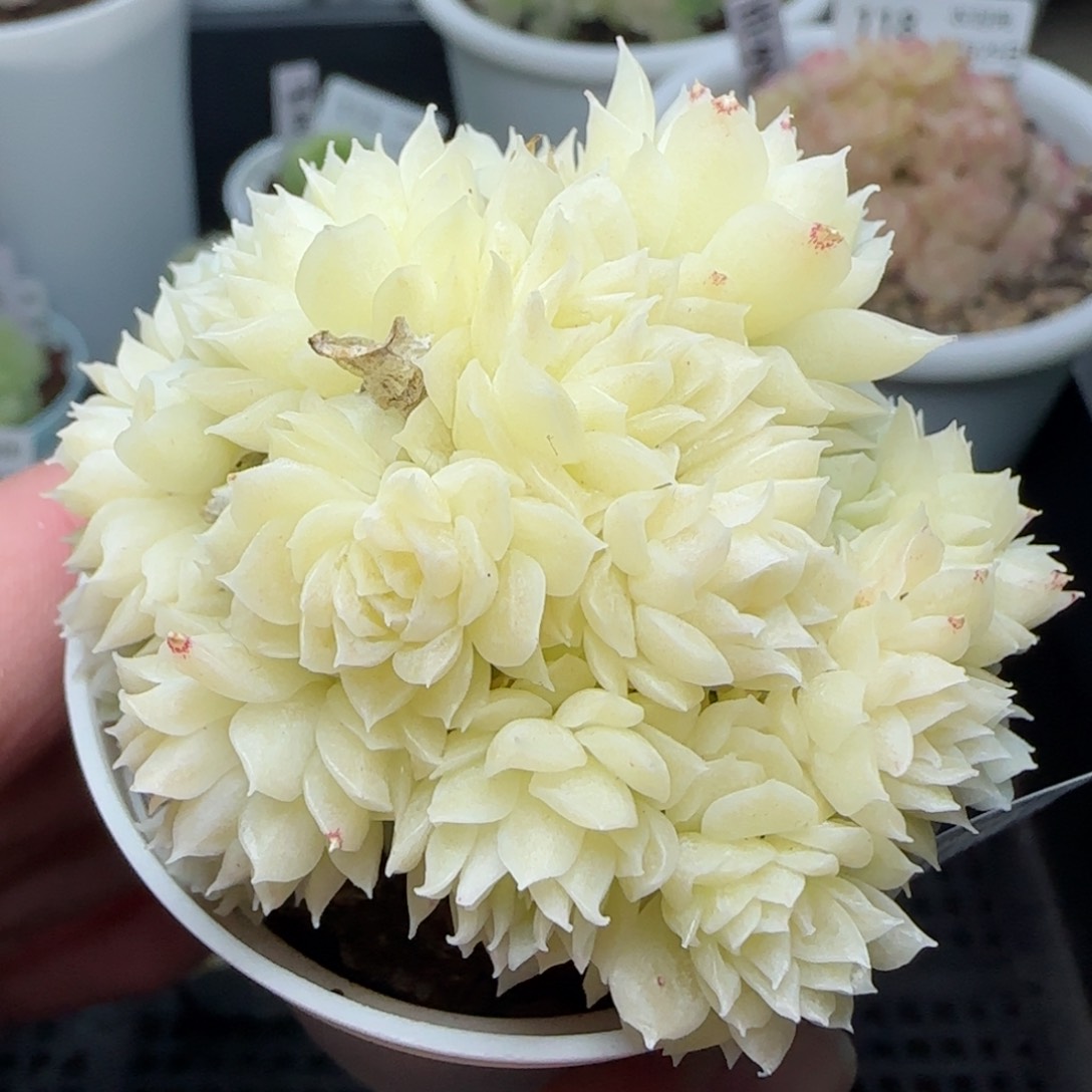 0129-125白底麦秆