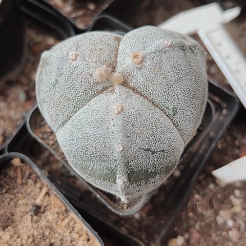 完全开放360仙人球