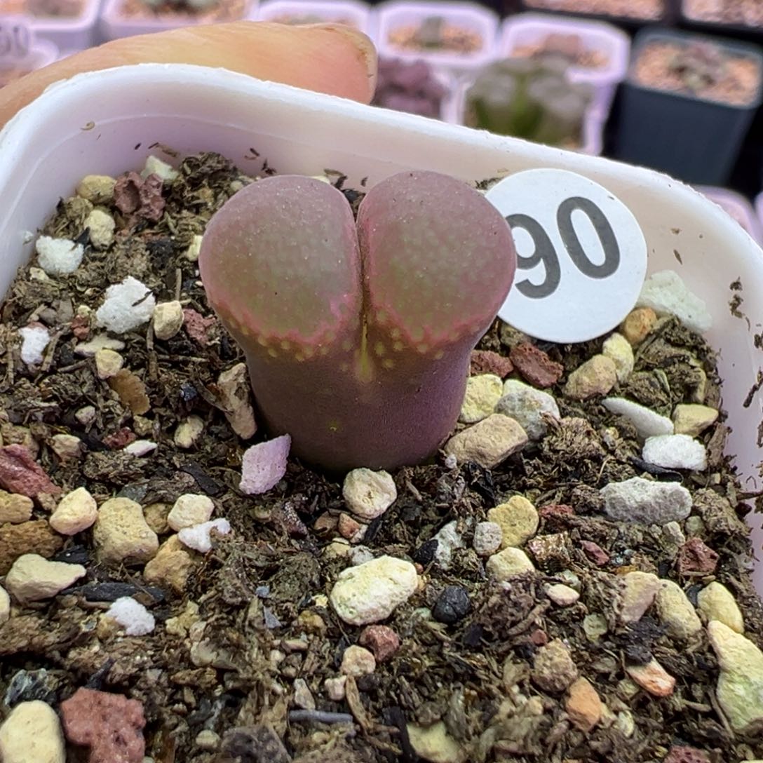 90号风铃福利特。。。。。