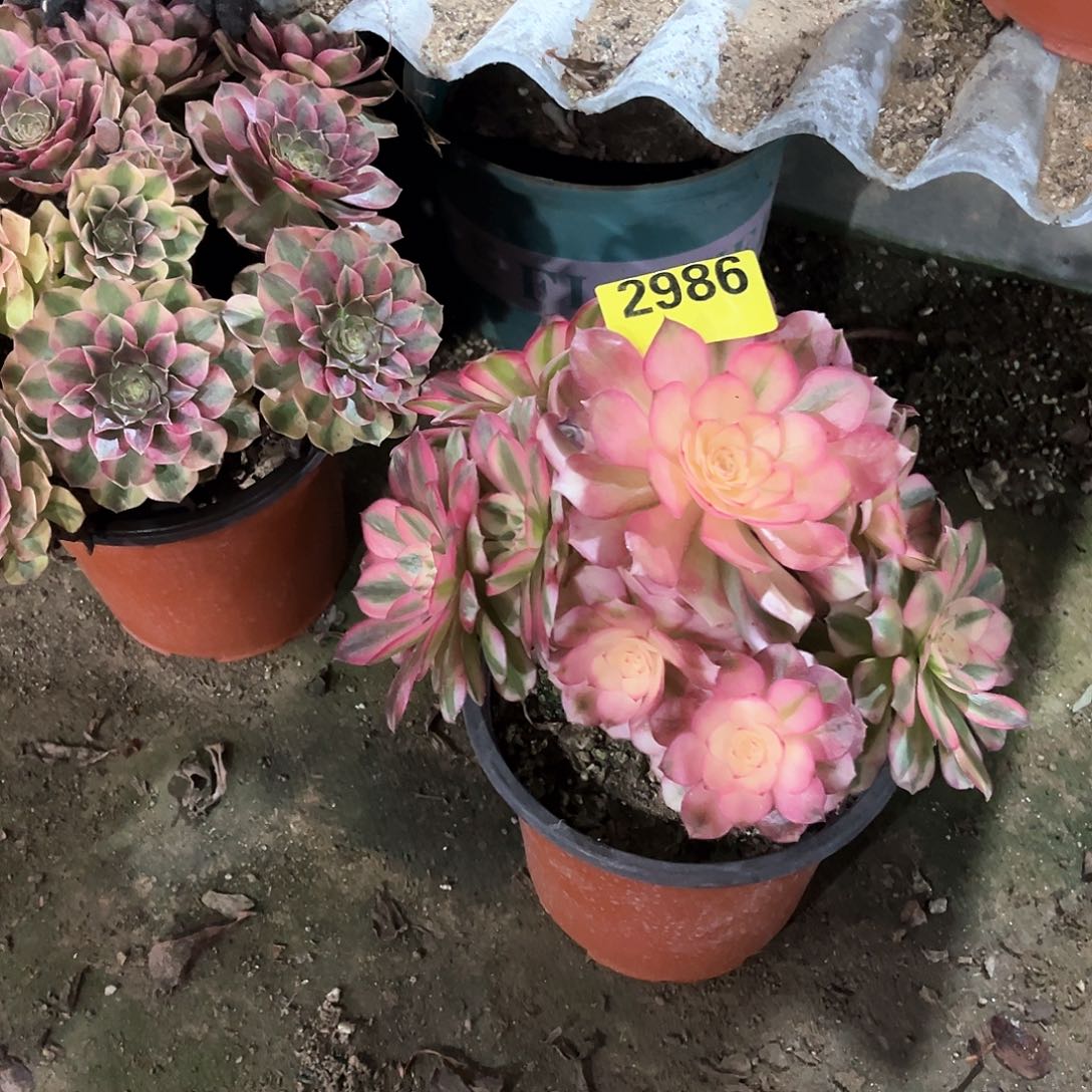 倾城298600000000000